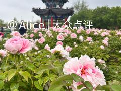 -曹州牡丹园