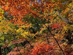 -天女山森林公园