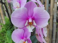 -石家庄市植物园