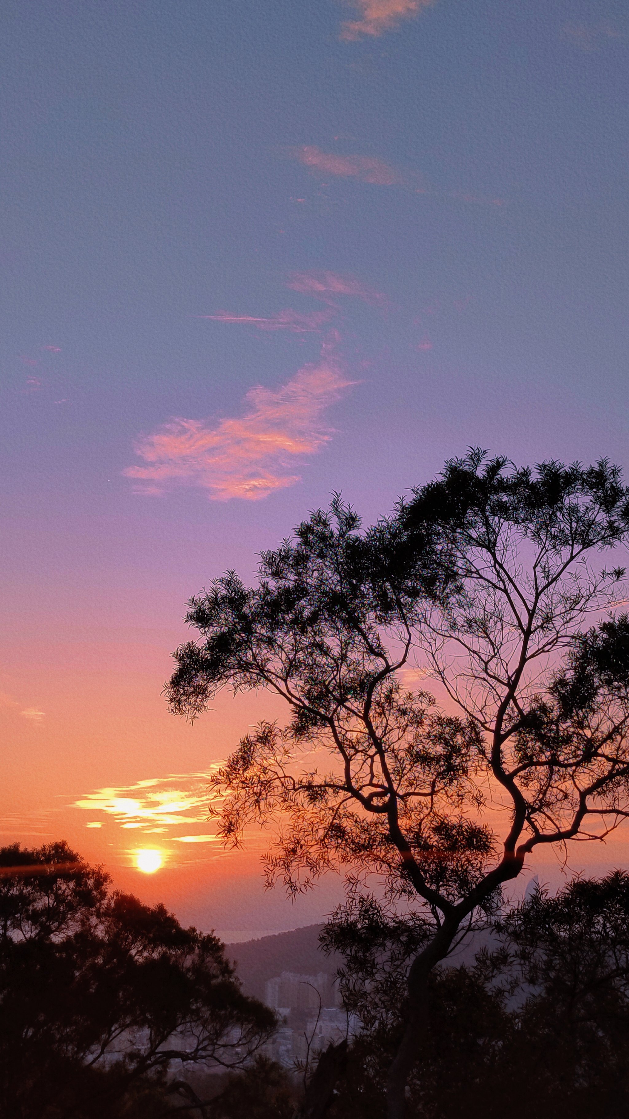 一棵树好像黄山的迎客松啊,哈哈哈\n#落日余晖映晚霞一抹夕阳美如画