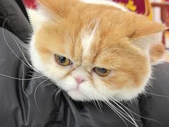 -心仪动物医院·牙专科·肿瘤·心脏科(西客站院)