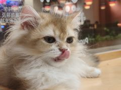 -帕帕拉兹宠物(亚洲旗舰店)