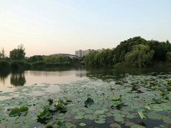 -新江湾城公园