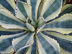 -北京植物园-展览温室