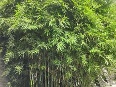-杭州植物园