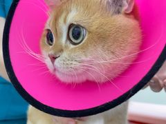 -爱诺耐芙动物医院(万博店)