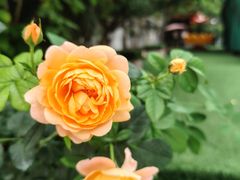 -金豆子幼稚园