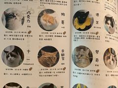 -喵屿·大理花园猫咖
