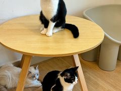 -有喵·猫咖·狗咖·40+猫狗有小奶狗(岗厦店)