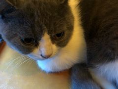 -李小姐の猫咖啡馆(五角场店)