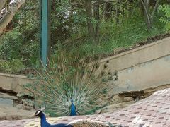 -青藏高原野生动物园