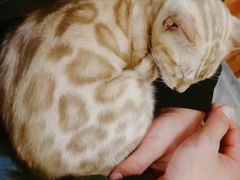 -猫小院猫主题餐厅(南锣旗舰店)
