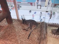 -Mr·Kuma酷么先生雪之乐园