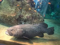 -西海国立公园九十九岛水族馆