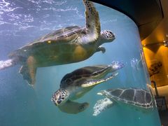 -青岛海底世界-水族馆