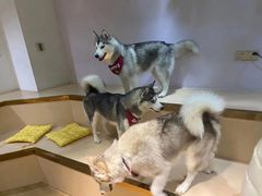 -Husky Go! 哈士奇体验馆·宠物咖啡厅狗咖