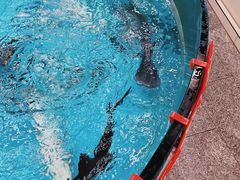 鸭嘴鱼-鲤鱼塘农家山庄