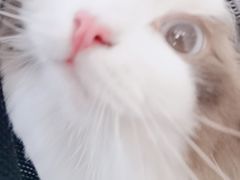 -中农国际动物医院24小时·猫科·骨科·急重症中心