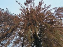 -鹤之洲湿地公园
