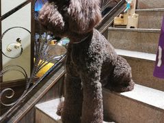 -more than meow吴止猫主题餐厅(承德 中船汇店)