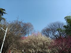 -南京古林公园