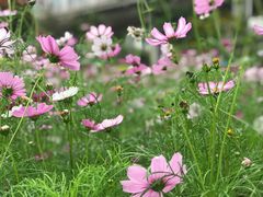 -中澳友谊花园