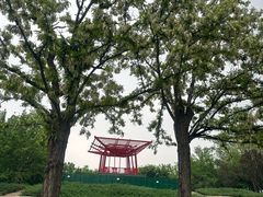 -大望京公园