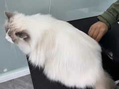 -爱洗澡的猫(望京店)