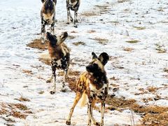 -济南野生动物世界