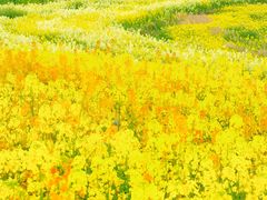 -三圣花乡旅游区