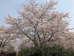 -上海辰山植物园
