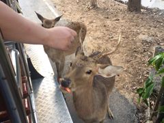-清迈夜间动物园
