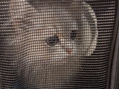-伟伟宠物医院·CT影像中心·瑞派犬猫综合性门诊(汉口总院)