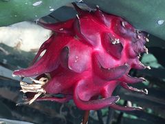 iphone_upload_pic-北戴河集发农业梦想王国