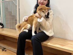 -是阿柴呀！柴犬咖啡·爱喵喵猫咖