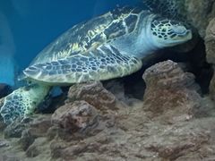 -上海海洋水族馆