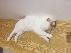 -Heymao猫咖.咖啡厅(东门店)
