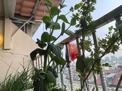 -CoCo都可(小吕宋店)