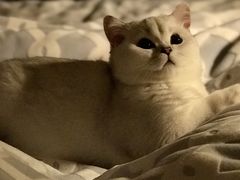 -东方名猫馆·英短金渐层布偶猫舍(环线广场1号楼店)