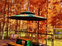 -黄海国家森林公园