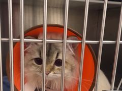 -瑞派康怡24h宠物医院·犬猫医疗中心·微创绝育(瑞景分院)