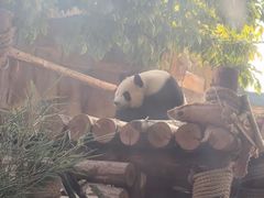 -泉州海丝野生动物世界