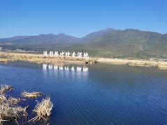 -腾冲北海湿地