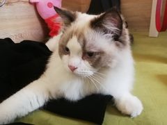 -滚猫咖啡·猫咖·猫友好撸猫(未来城店)