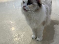 -藏猫猫咖啡主题馆(中央大道店)