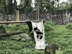 -都江堰中华大熊猫苑