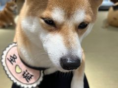 -逗柴咖啡屋·狗咖猫咖宠物桌游
