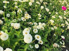 -莲花山花海