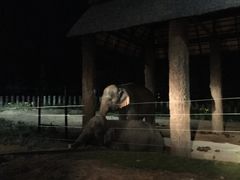 -清迈夜间动物园
