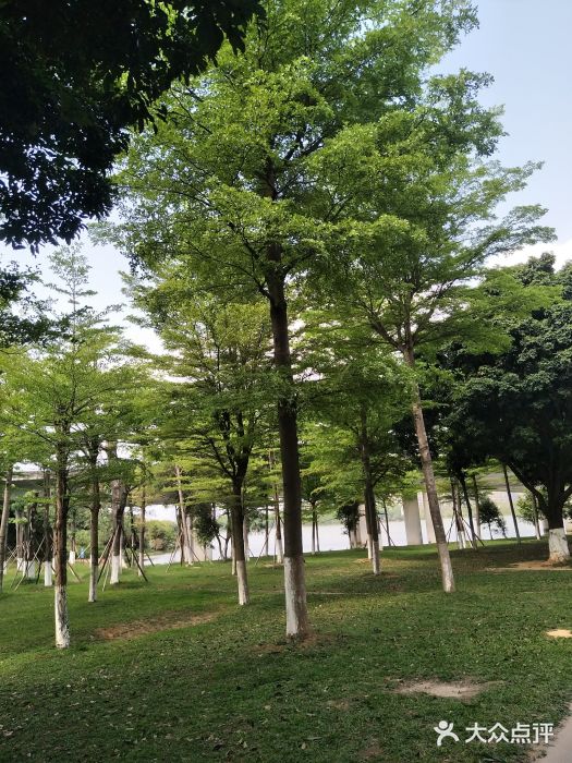 松山湖南湖湾露营营地图片